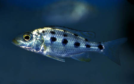 Fossorochromis rostratus