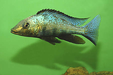 Fossorochromis rostratus