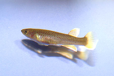 Fundulopanchax marmoratus female