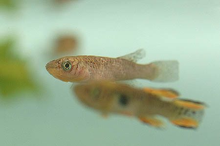 Fundulopanchax walkeri female
