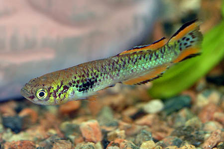 Fundulopanchax walkeri male