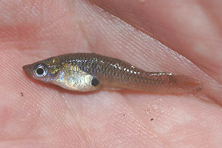 Gambusia affinis female