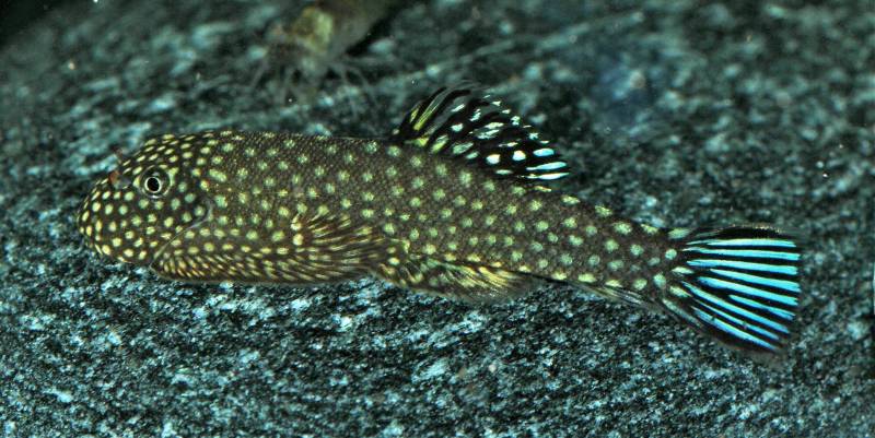 Here with yellow in the dorsal fin.