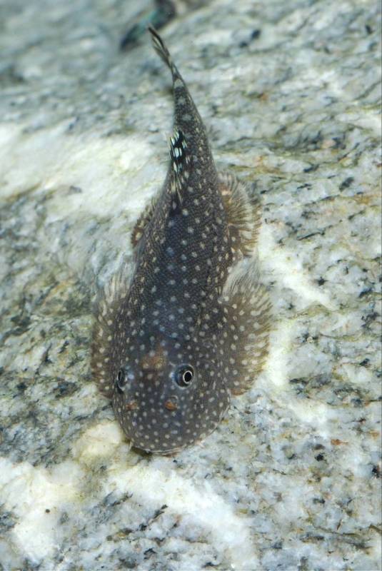 This specimen has a lighter body but it may be related to stress/substrate colour.