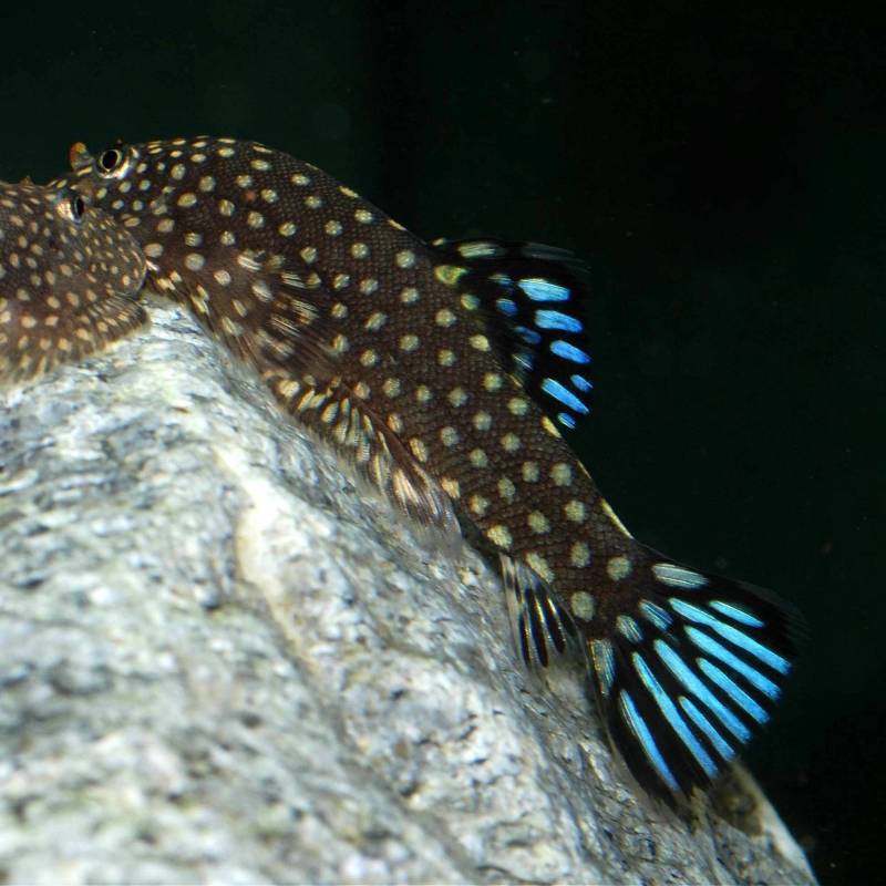 Some colour forms seem intermediate with G. scitulus (see 'notes') - this specimen has larger body spots than is typical...