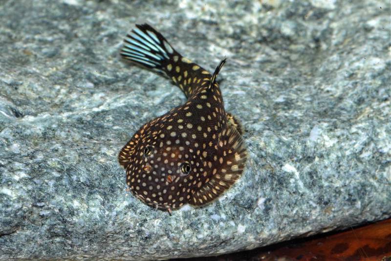 Larger spots on the dorsal surface.