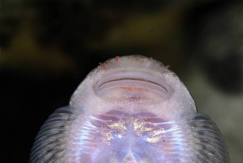 Detail of mouthparts and underside of head.