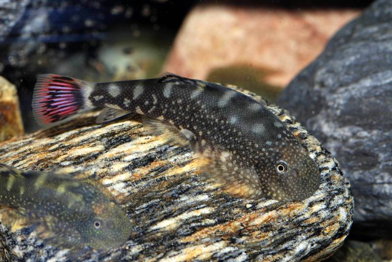 A typical specimen with two dark bars in the caudal fin.