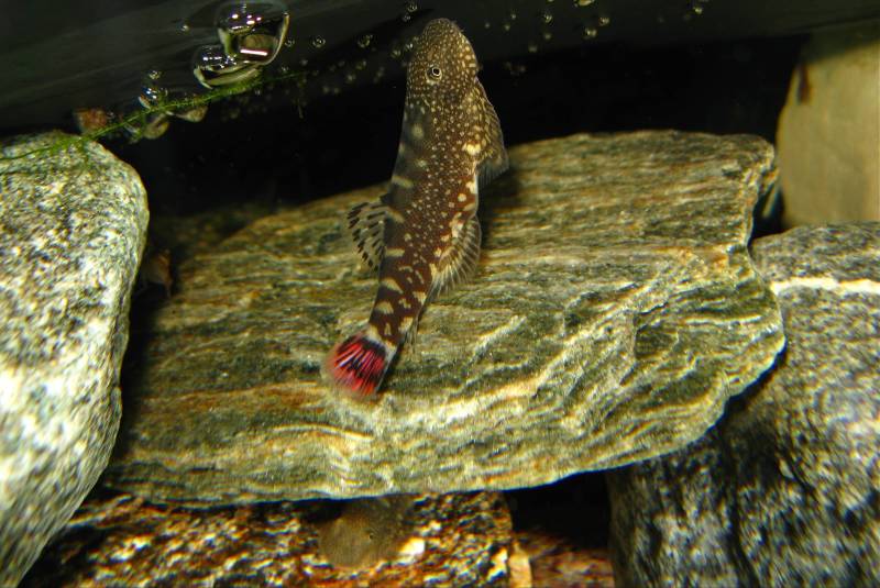 ...but can usually be identified by the presence of two caudal-fin bars.