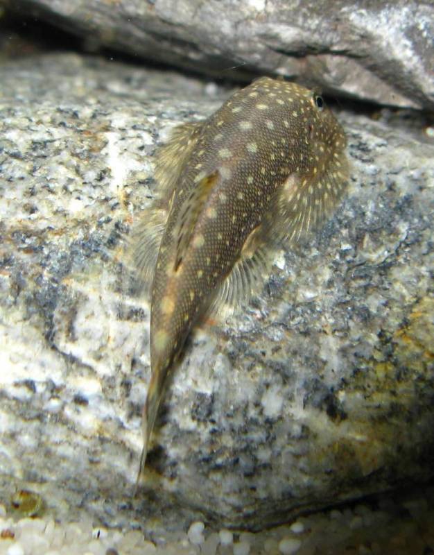 The body spots in this species sensu stricto tend to vary in diameter, being larger on the dorsal surface...