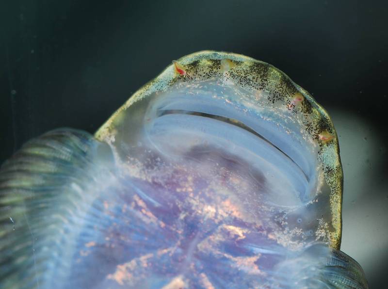 Detail of mouth and underside of head.