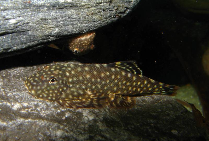 The form with red in the caudal also possesses a prominent yellow patch in the dorsal.