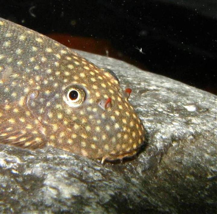 Head detail.