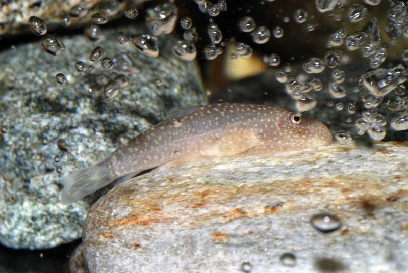 On lighter substrates the fish tend to change their body colour to blend in.