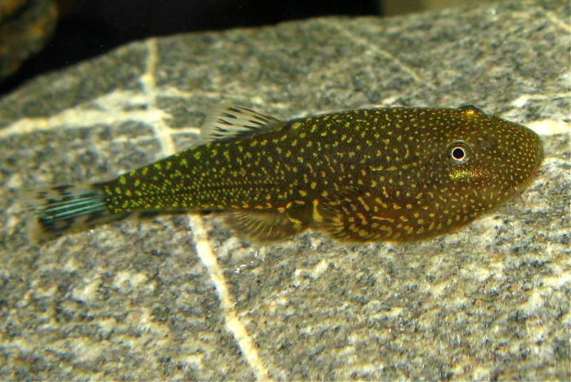 A well-conditioned specimen of G. stellatus.