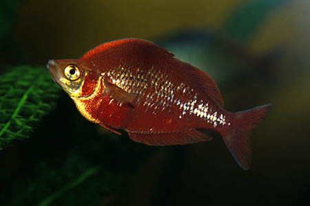 Glossolepis incisus male