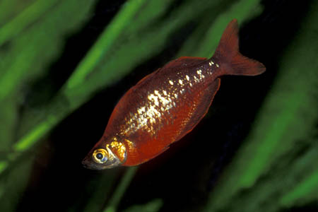 Glossolepis incisus male