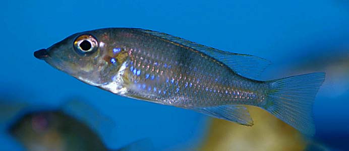 Gnathochromis permaxillaris