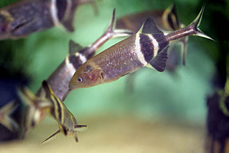 Gnathonemus petersii