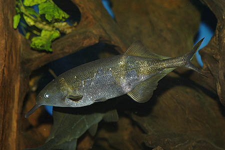 Gnathonemus petersii