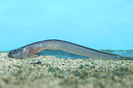 A skinny juvenile of Gobioides broussonnetii