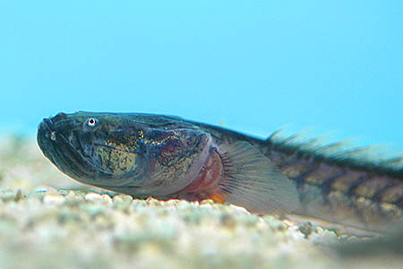 Gobioides broussonnetii juvenile