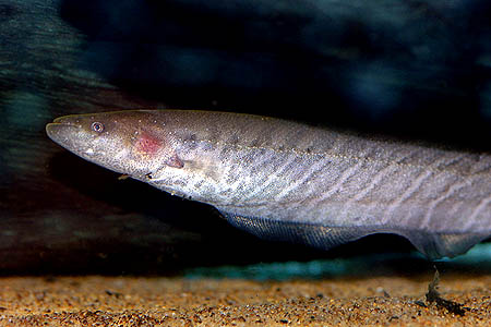 Gymnotus carapo subadult