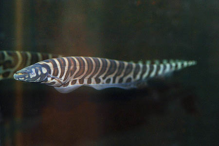 Gymnotus pedanopterus