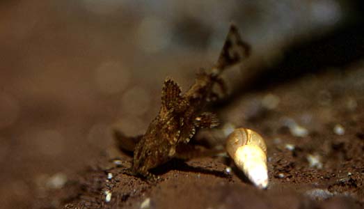 Asian Stone Catfish (Hara jerdoni)