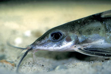 Black-top Mouse Catfish (Hassar orestis)
