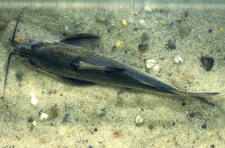 Black-top Mouse Catfish (Hassar orestis)