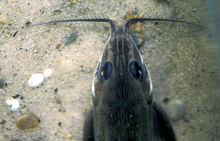 Black-top Mouse Catfish (Hassar orestis)