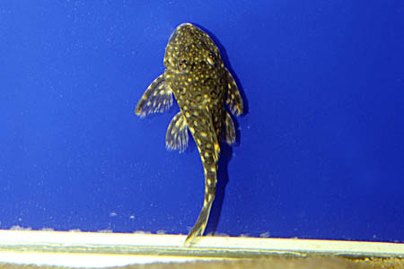 L106 (Hemiancistrus guahiborum)