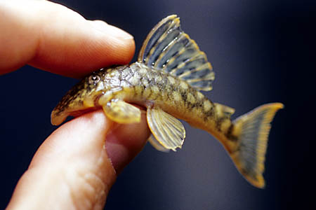 L106 (Hemiancistrus guahiborum)