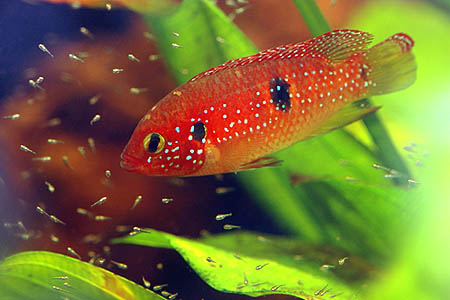 Female of Hemichromis bimaculatus in spawning colouration with fry
