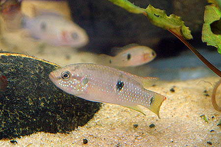 Hemichromis bimaculatus juvenile