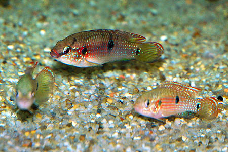 Hemichromis bimaculatus juvenile group