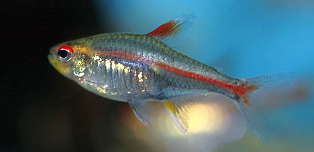 Hemigrammus erythrozonus