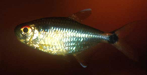 Hemigrammus ocellifer