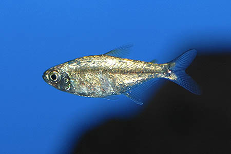 Hemigrammus rodwayi