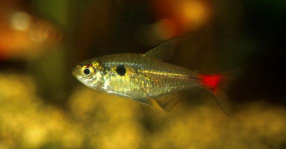 Hemigrammus stictus