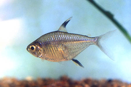 Hemigrammus unilineatus