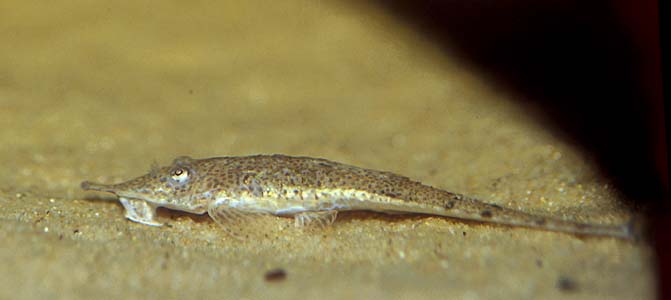 Pinocchio Whiptail Catfish (Hemiodontichthys acipenserinus)