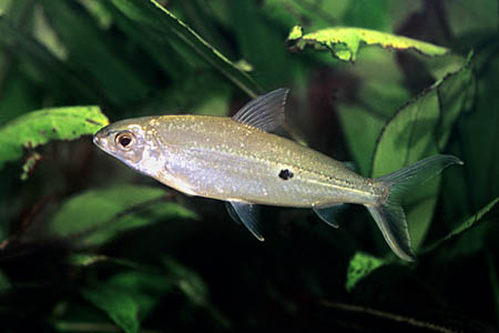 Hemiodus argenteus