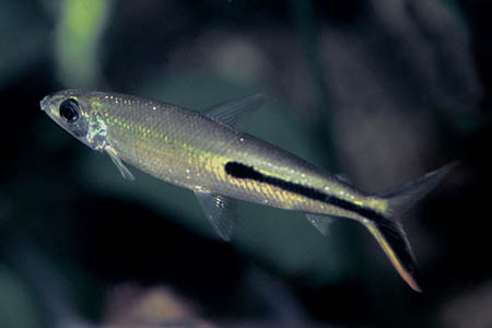 Hemiodus gracilis adult