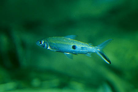 Hemiodus orthonops