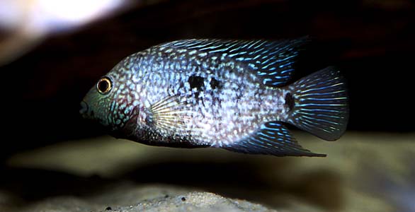 Herichthys carpintis adult male