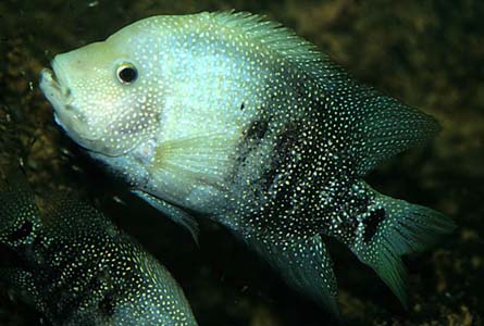 Herichthys cyanoguttatus adult male
