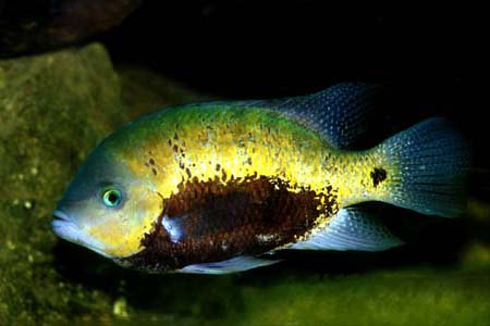 Herichthys pearsei