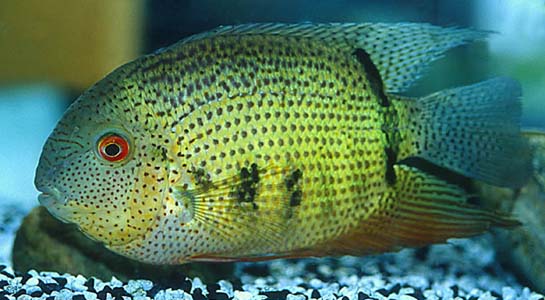Spotted Severum (Heros notatus)